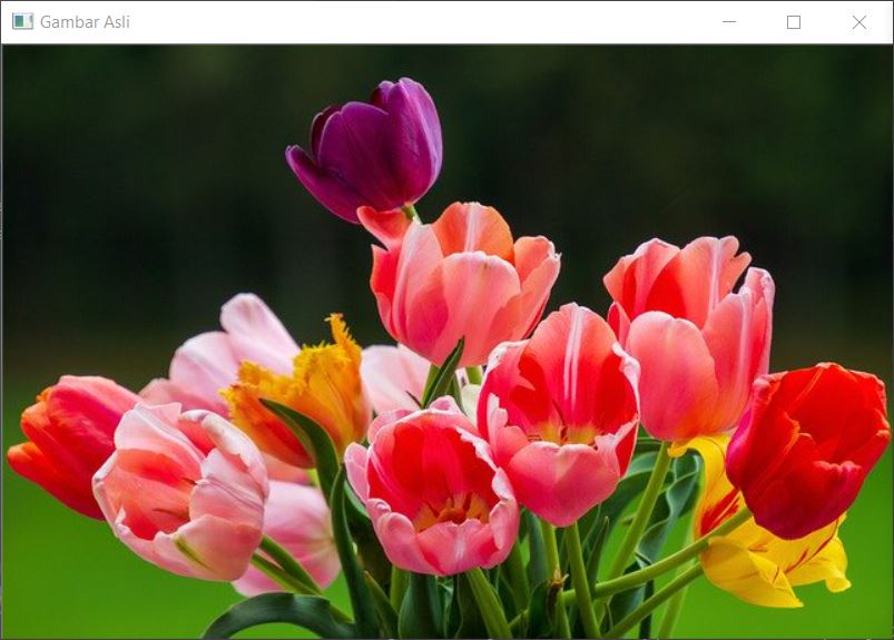 tulips-original