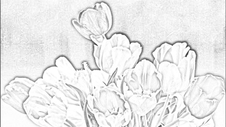 tulips-sketsa pensil-inpows